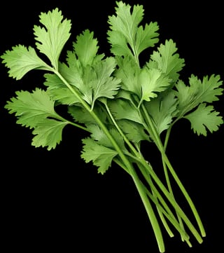 Cilantro