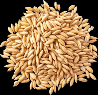 Barley
