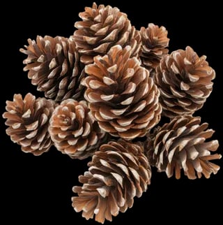 Pinecones