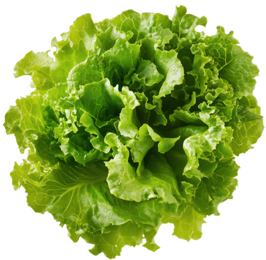Lettuce