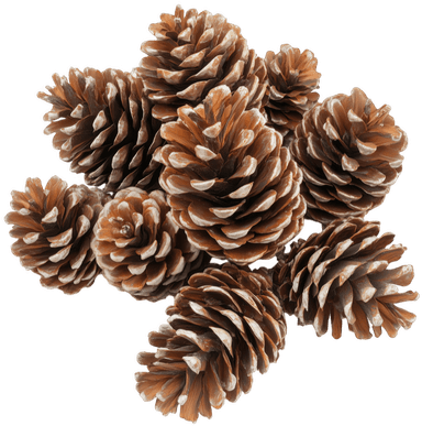 Pinecones